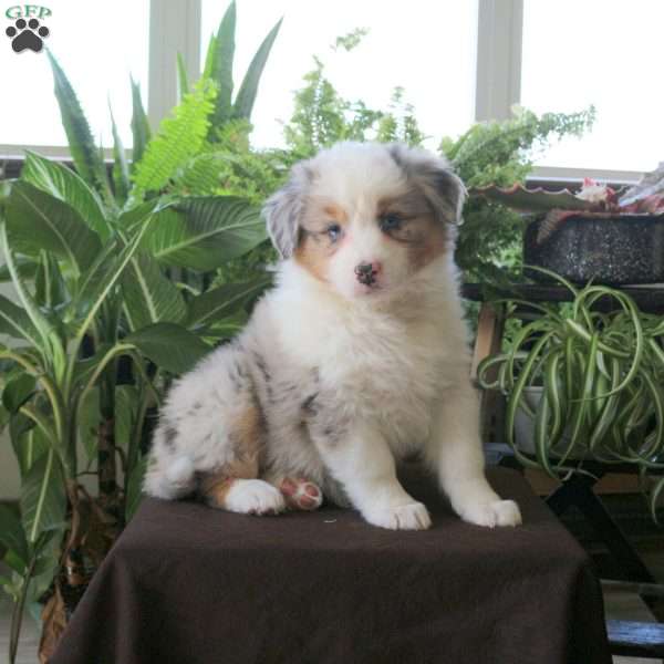 Vera, Australian Shepherd Puppy