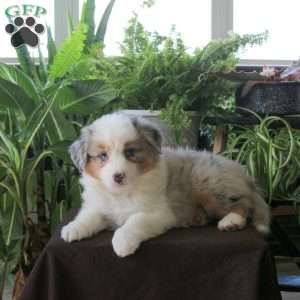 Vera, Australian Shepherd Puppy