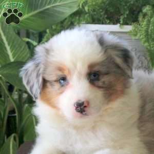 Vera, Australian Shepherd Puppy