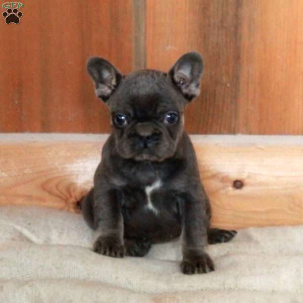 Veronica, French Bulldog Puppy