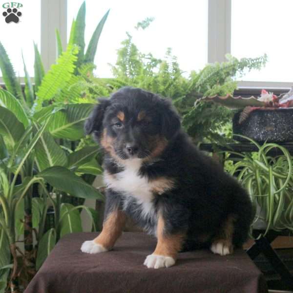 Veronica, Australian Shepherd Puppy