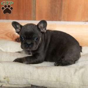 Veronica, French Bulldog Puppy
