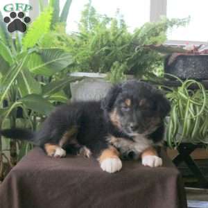 Veronica, Australian Shepherd Puppy