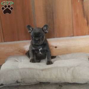 Veronica, French Bulldog Puppy