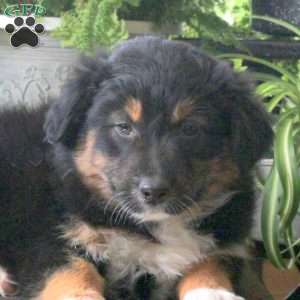 Veronica, Australian Shepherd Puppy
