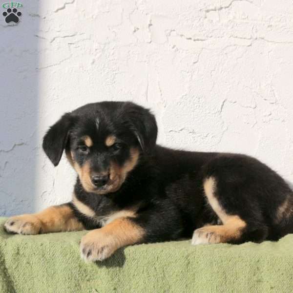 Vespa, Alaskan Malamute Mix Puppy