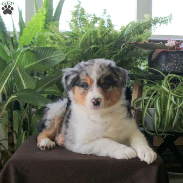 Vesper, Australian Shepherd Puppy