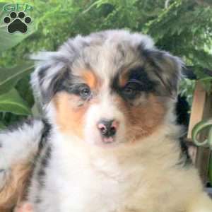 Vesper, Australian Shepherd Puppy