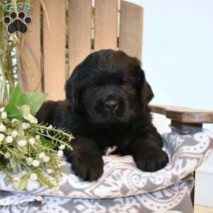 Victor, Newfoundland Puppy