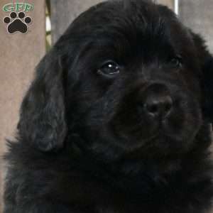 Victor, Newfoundland Puppy