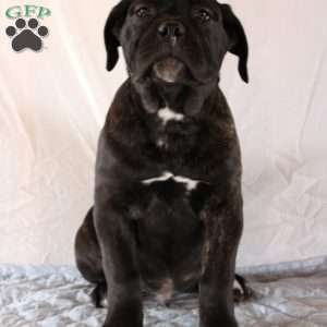 Victor, Cane Corso Puppy