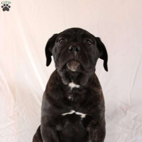 Victor, Cane Corso Puppy