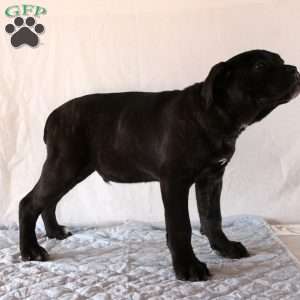 Victor, Cane Corso Puppy