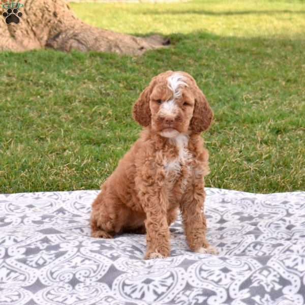 Victoria, Labradoodle Puppy