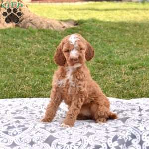 Victoria, Labradoodle Puppy