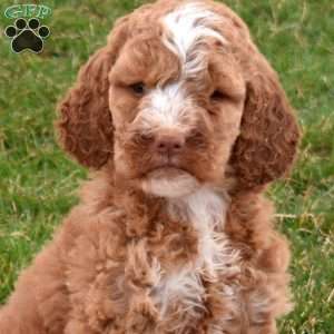Victoria, Labradoodle Puppy