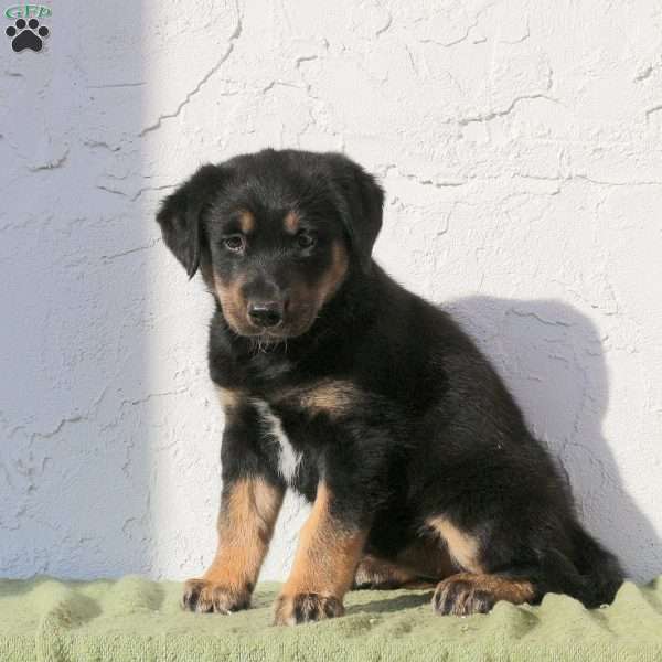 Vida, Alaskan Malamute Mix Puppy