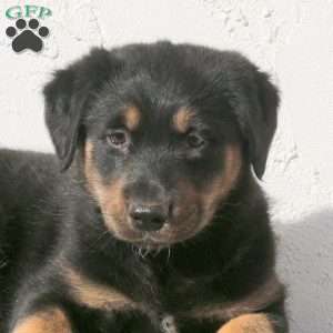 Vida, Alaskan Malamute Mix Puppy