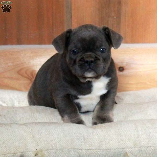 Vienna, French Bulldog Puppy
