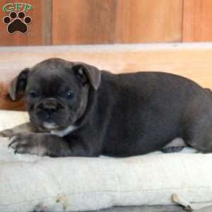 Vienna, French Bulldog Puppy