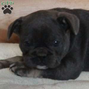 Vienna, French Bulldog Puppy