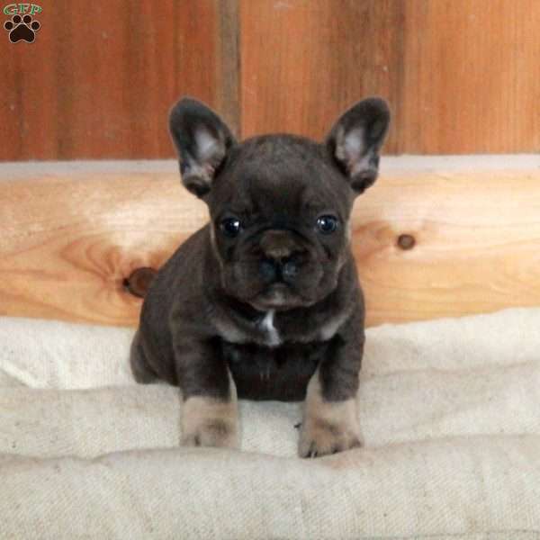 Vince, French Bulldog Puppy