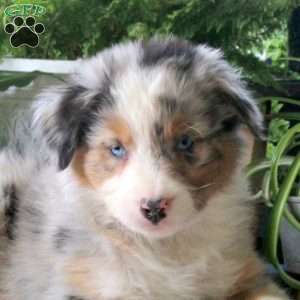Vinnie, Australian Shepherd Puppy