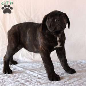 Vinnie, Cane Corso Puppy