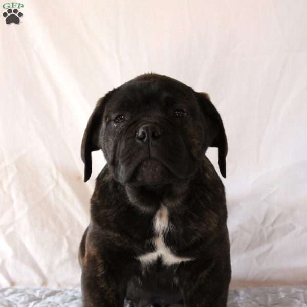 Vinnie, Cane Corso Puppy