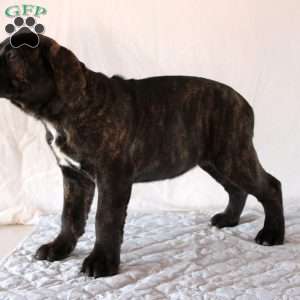 Vinnie, Cane Corso Puppy