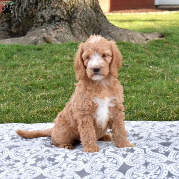 Violet, Labradoodle Puppy