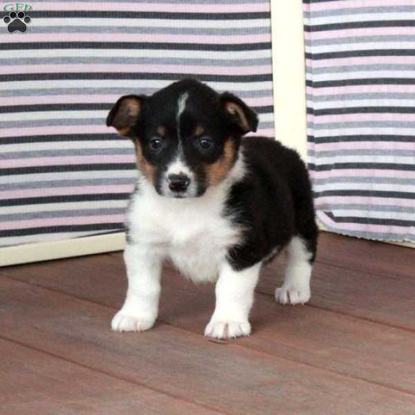 Violet, Pembroke Welsh Corgi Puppy