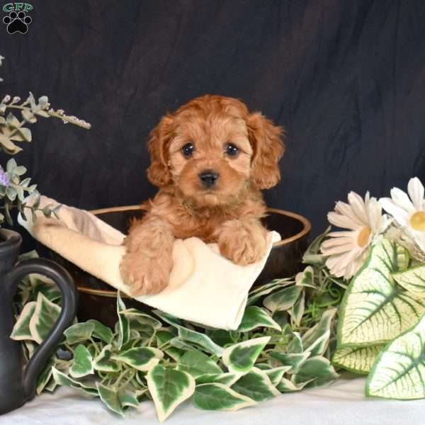 Violet, Cavapoo Puppy