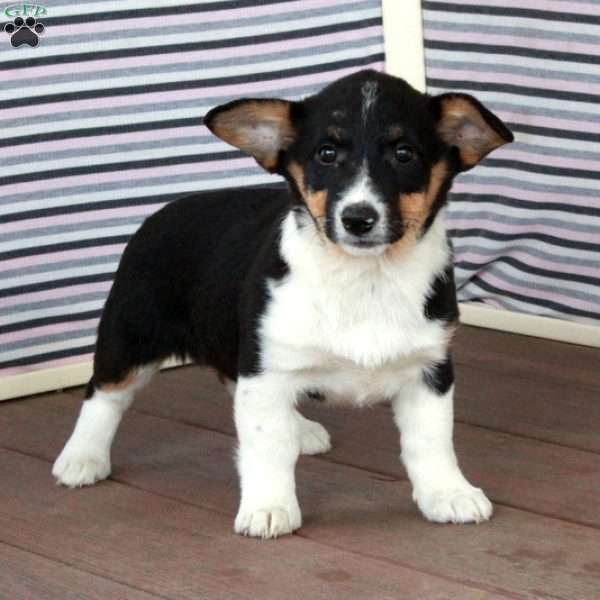 Violet, Pembroke Welsh Corgi Puppy