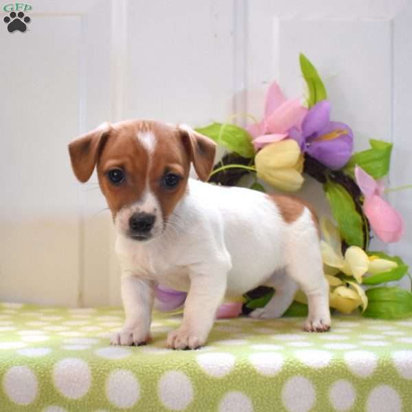 Violet, Jack Russell Terrier Puppy