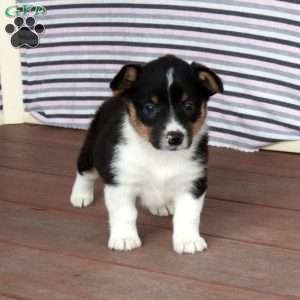 Violet, Pembroke Welsh Corgi Puppy