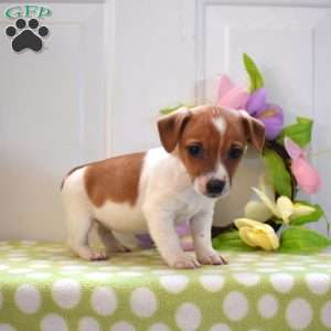 Violet, Jack Russell Terrier Puppy