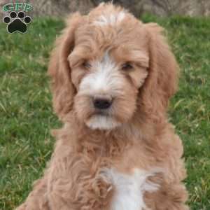 Violet, Labradoodle Puppy