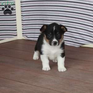 Violet, Pembroke Welsh Corgi Puppy
