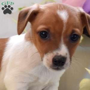 Violet, Jack Russell Terrier Puppy