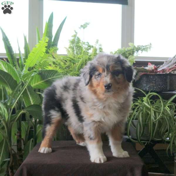 Violetta, Australian Shepherd Puppy