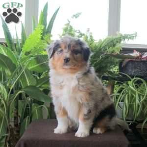 Violetta, Australian Shepherd Puppy