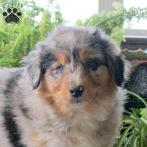 Violetta, Australian Shepherd Puppy