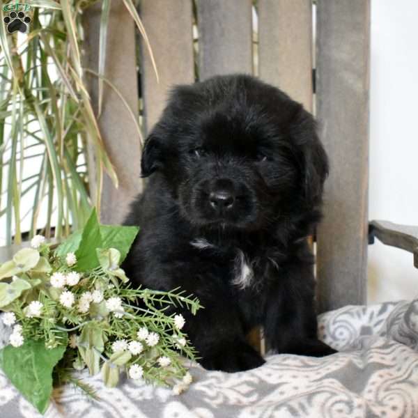 Vivi, Newfoundland Puppy