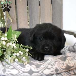 Vivi, Newfoundland Puppy