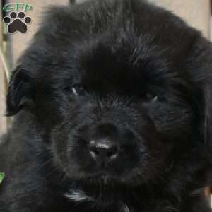 Vivi, Newfoundland Puppy
