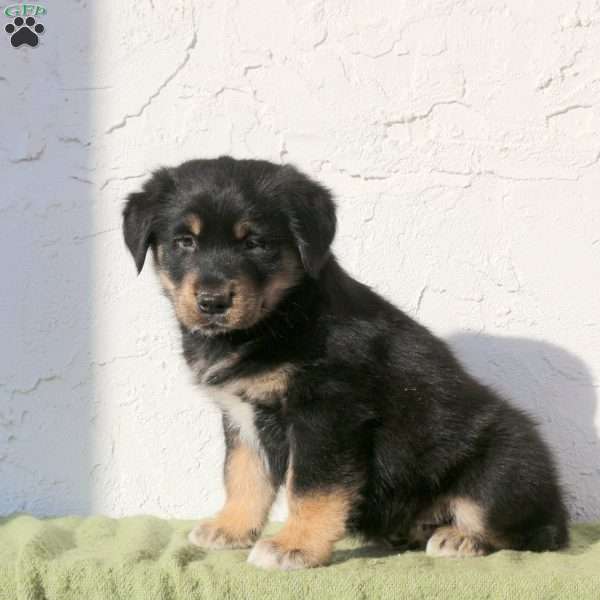 Volt, Alaskan Malamute Mix Puppy