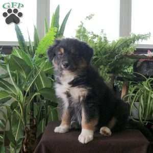 Volt, Australian Shepherd Puppy