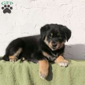 Volt, Alaskan Malamute Mix Puppy