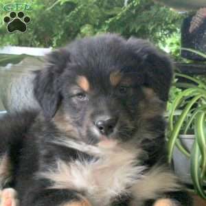 Volt, Australian Shepherd Puppy